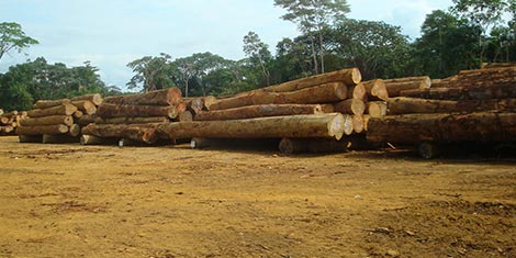 Nos essences de bois